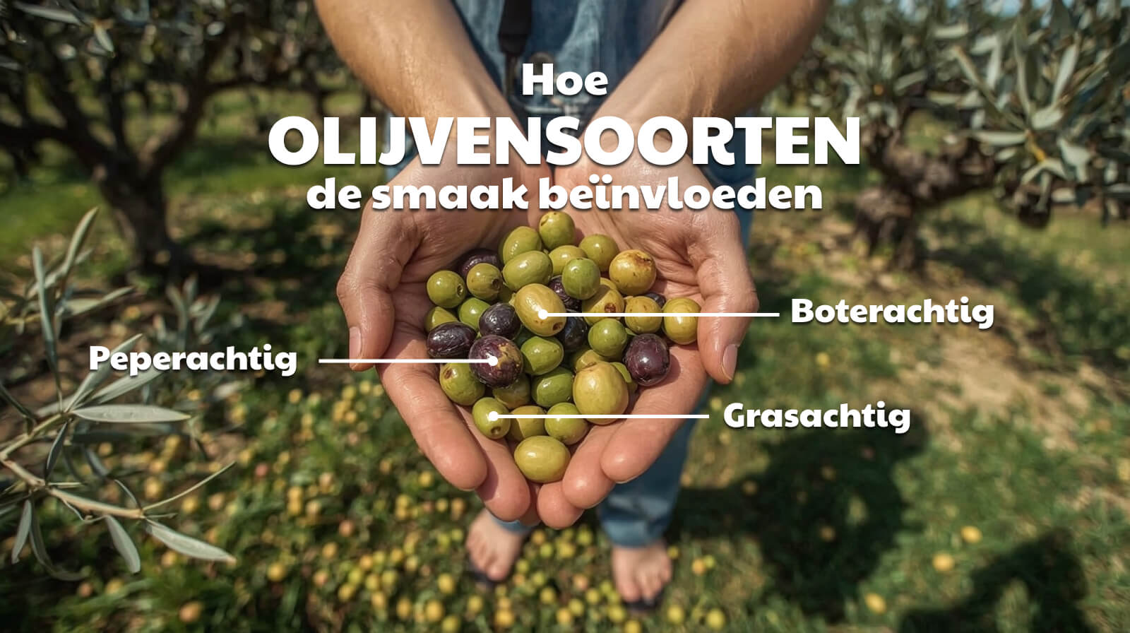 Hoe olijvensoorten de smaak beïnvloeden